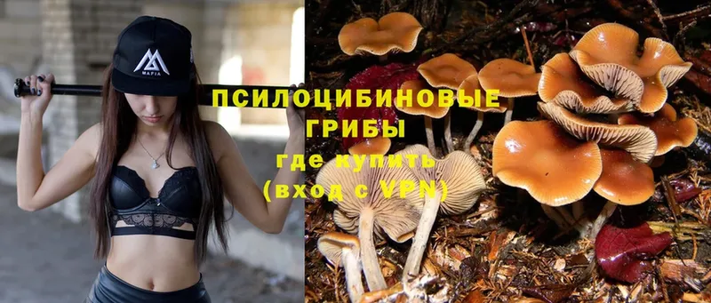 что такое   Зуевка  нарко площадка состав  Галлюциногенные грибы Magic Shrooms 